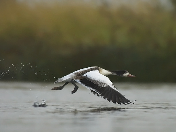 Ristisorsa, Common Shelduck, Tadorna tadorna